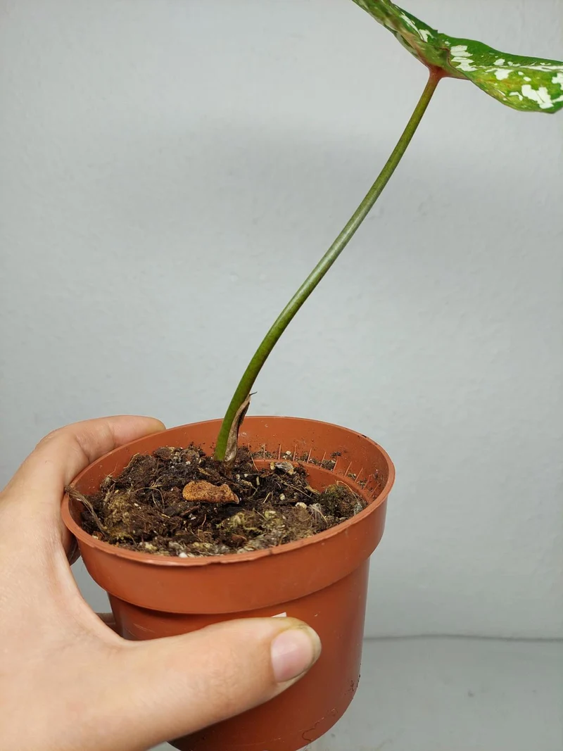 Sad Plants