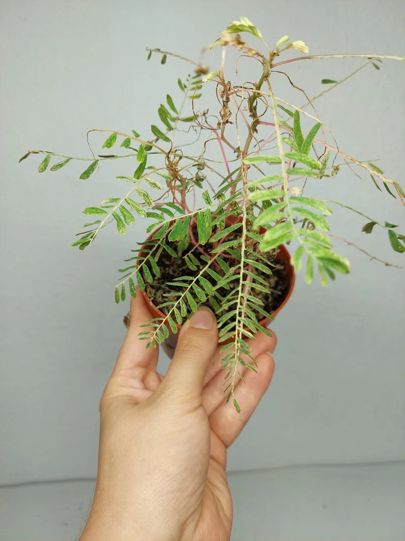 Sad Plants