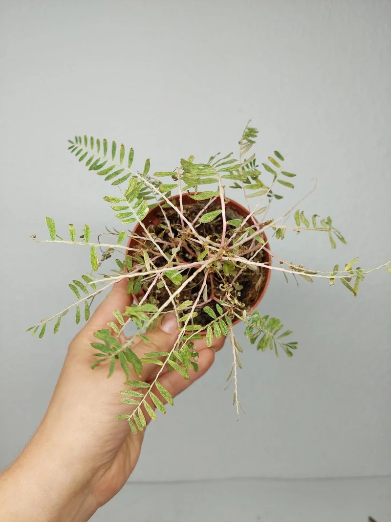 Sad Plants