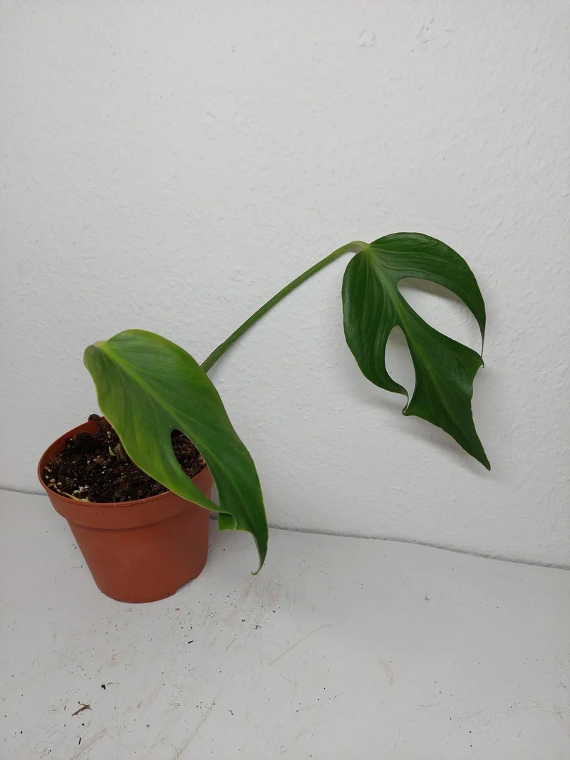 Sad Plants