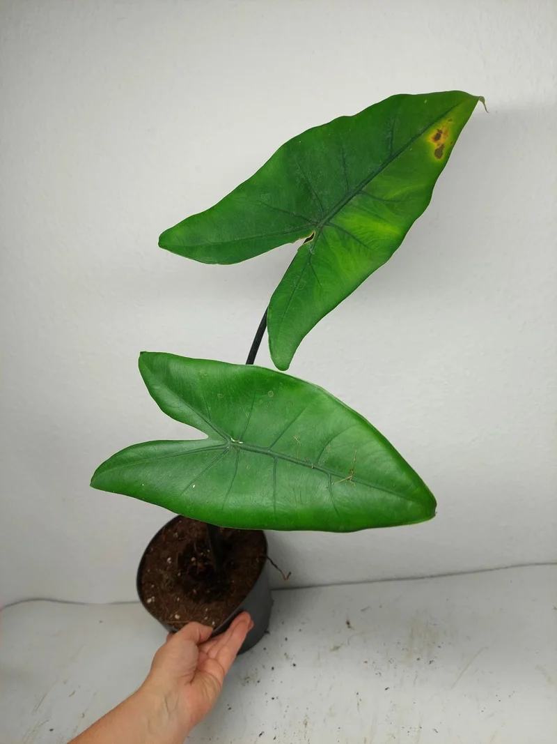 Sad Plants