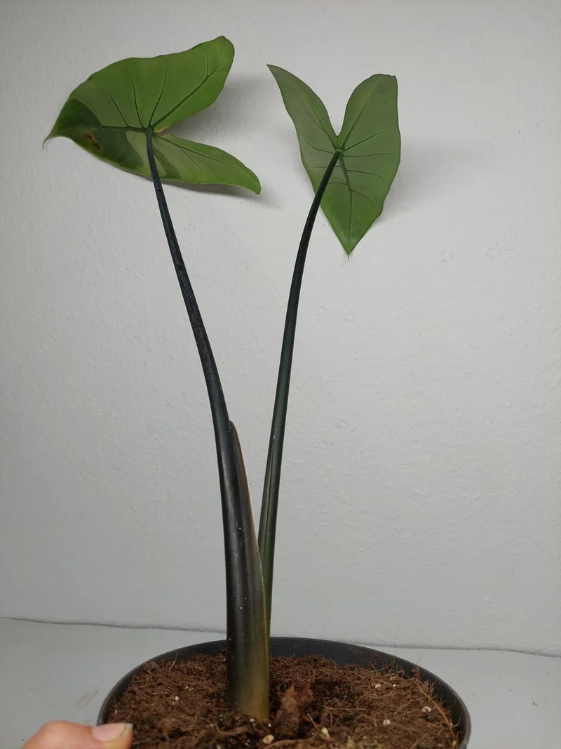 Sad Plants