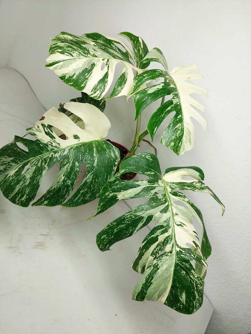 Sad Plants