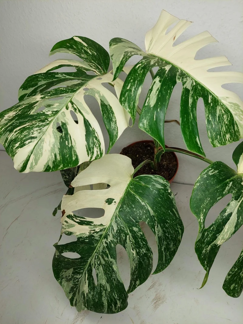 Sad Plants