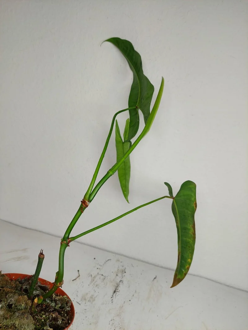Sad Plants