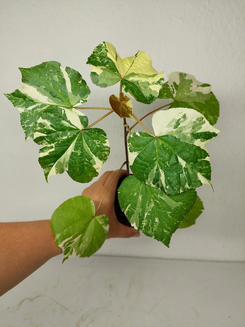 Sad Plants