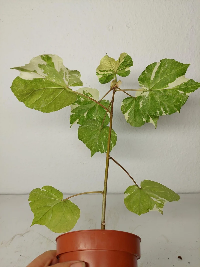 Sad Plants