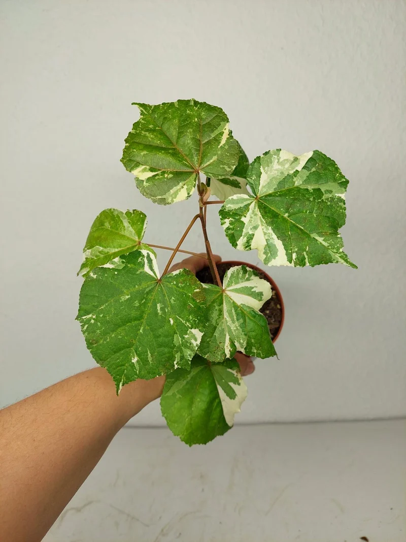 Sad Plants