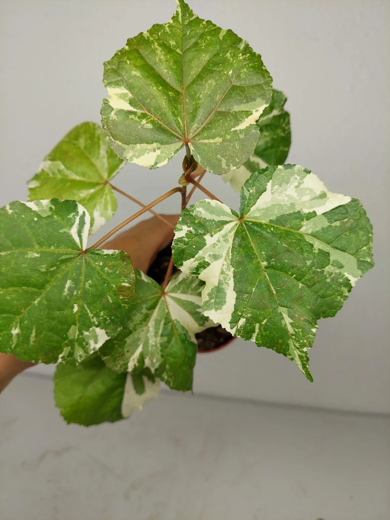 Sad Plants