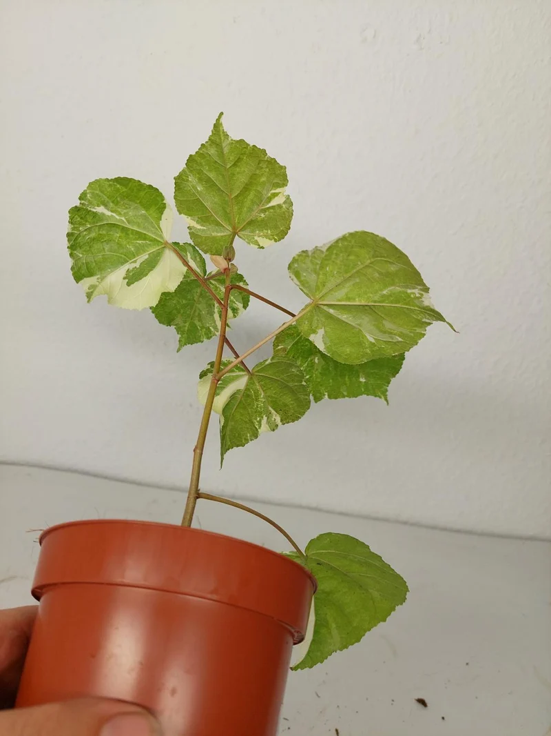 Sad Plants