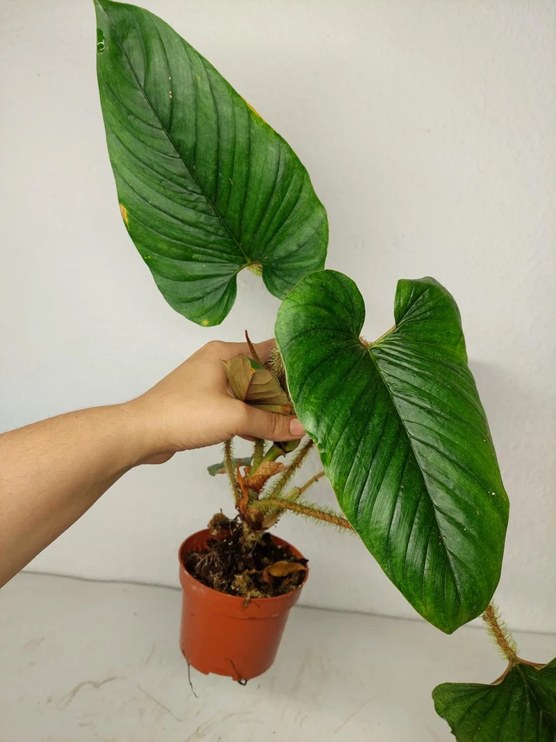 Sad Plants