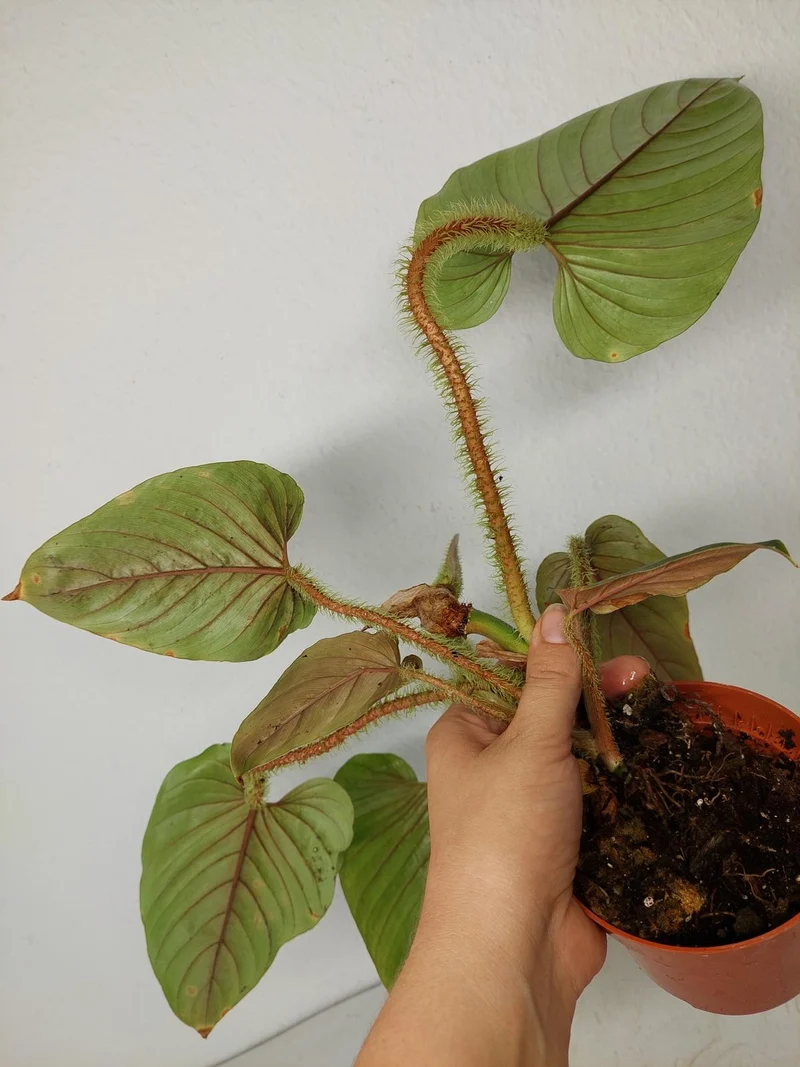Sad Plants