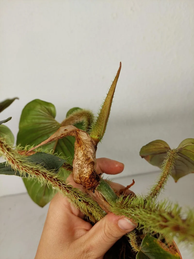 Sad Plants