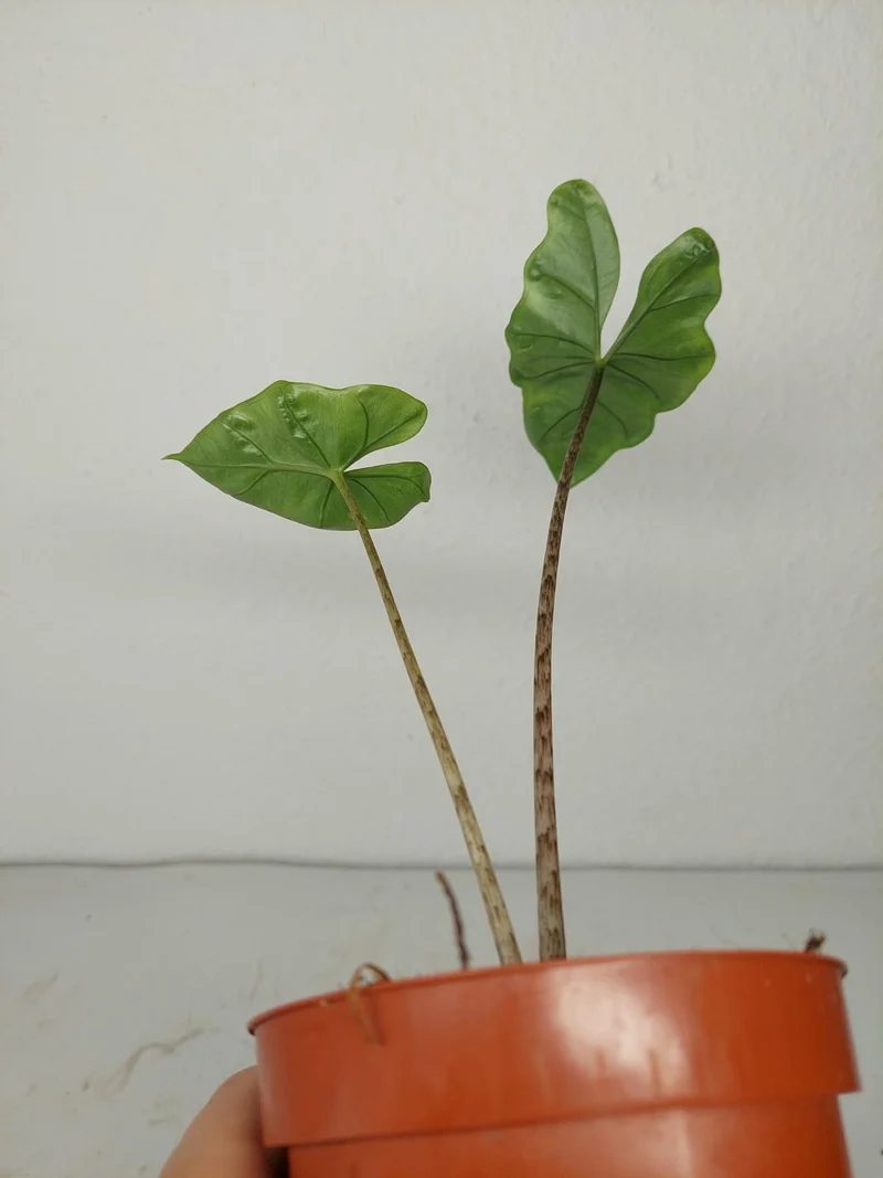 Sad Plants