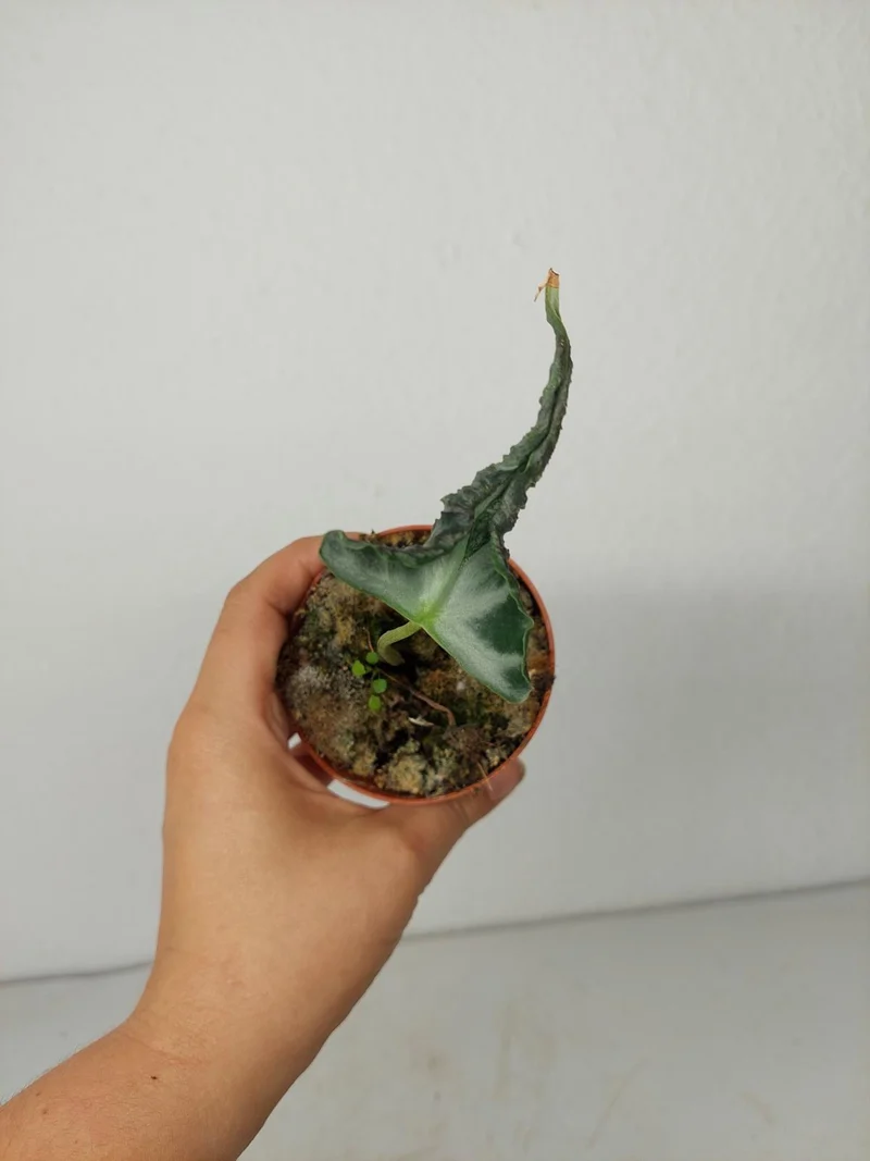 Sad Plants
