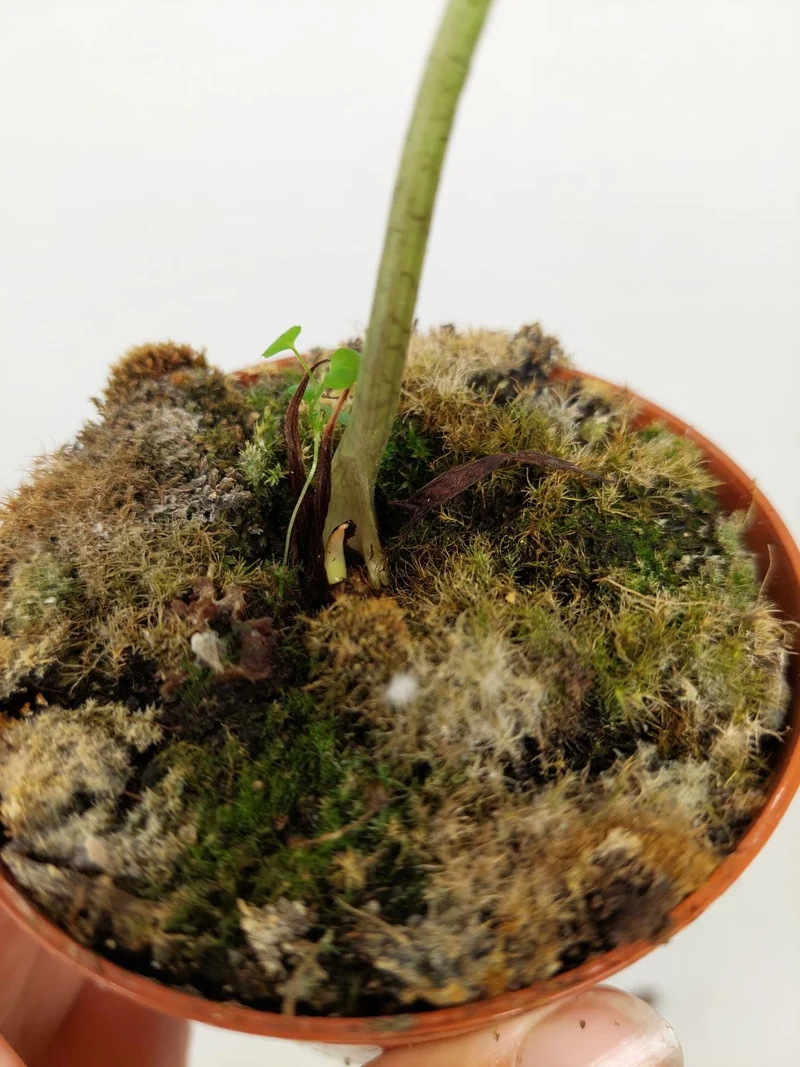 Sad Plants