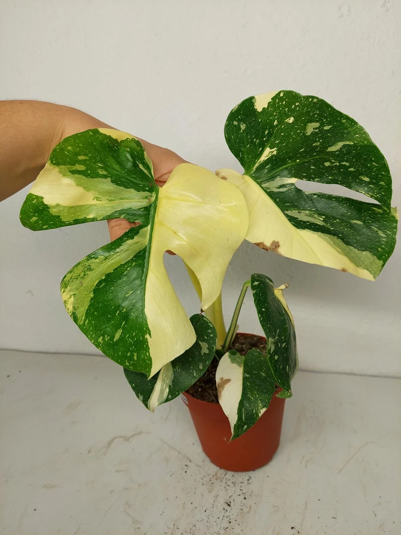 Sad Plants