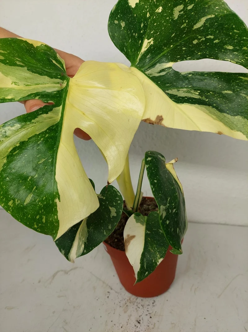Sad Plants
