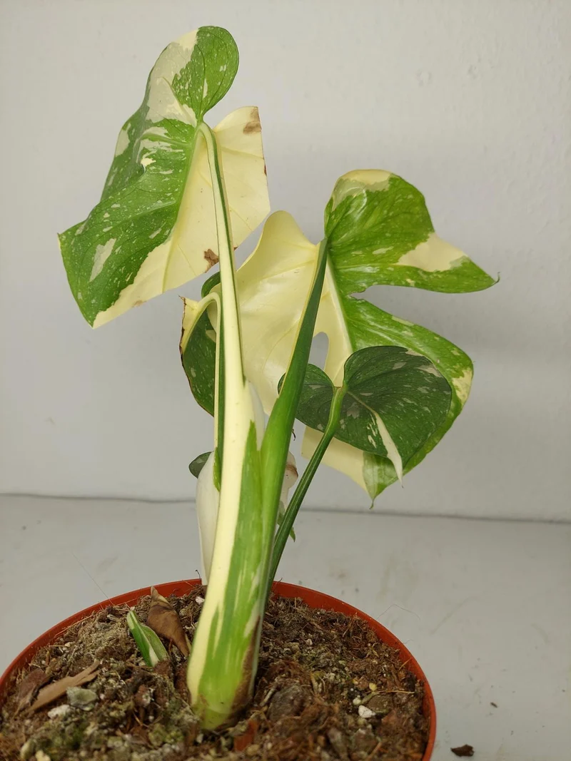 Sad Plants
