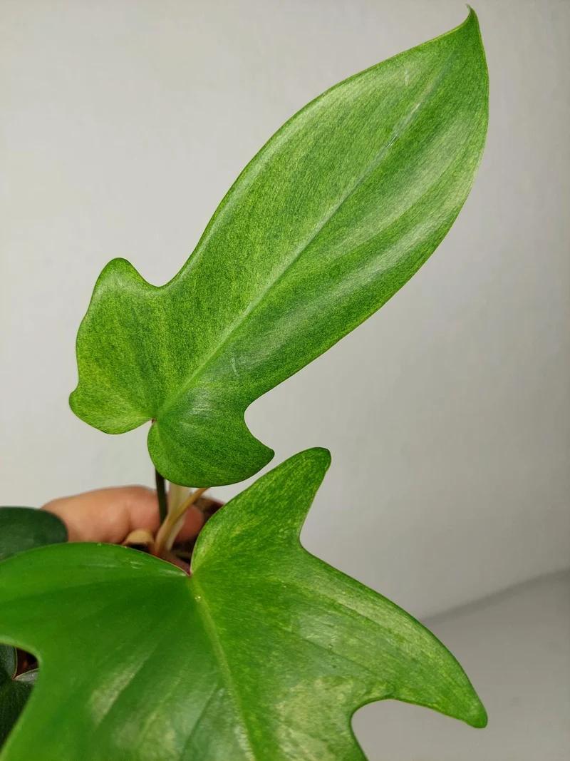 Sad Plants