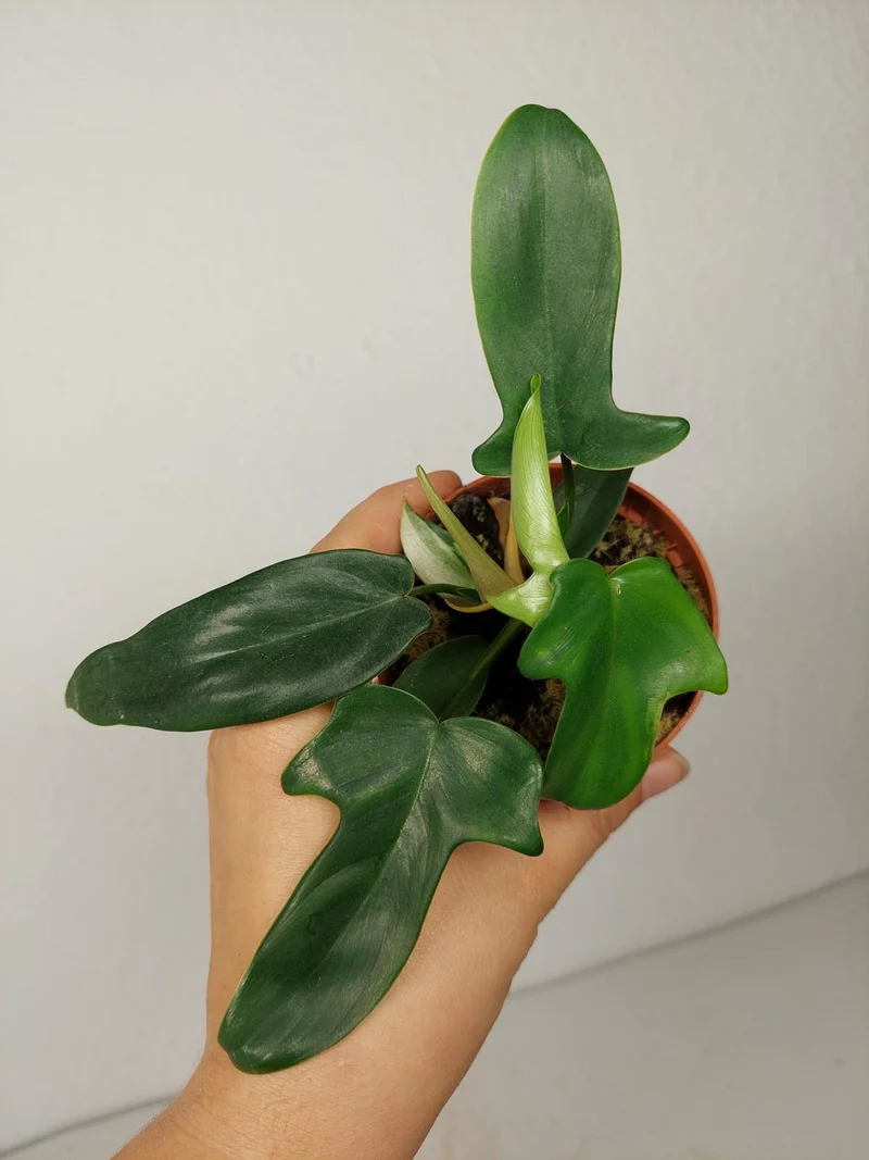 Sad Plants