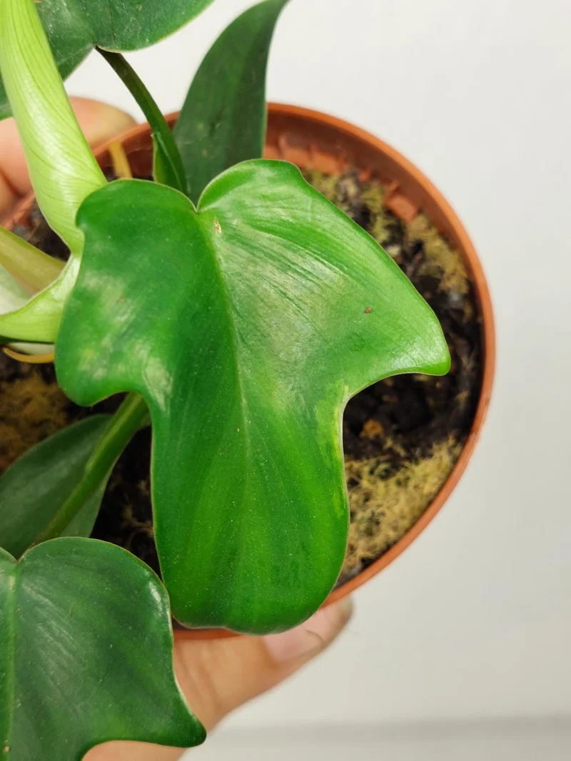 Sad Plants