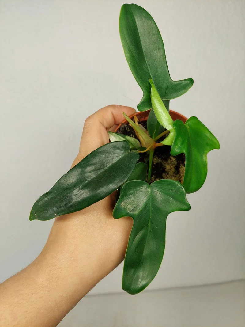 Sad Plants