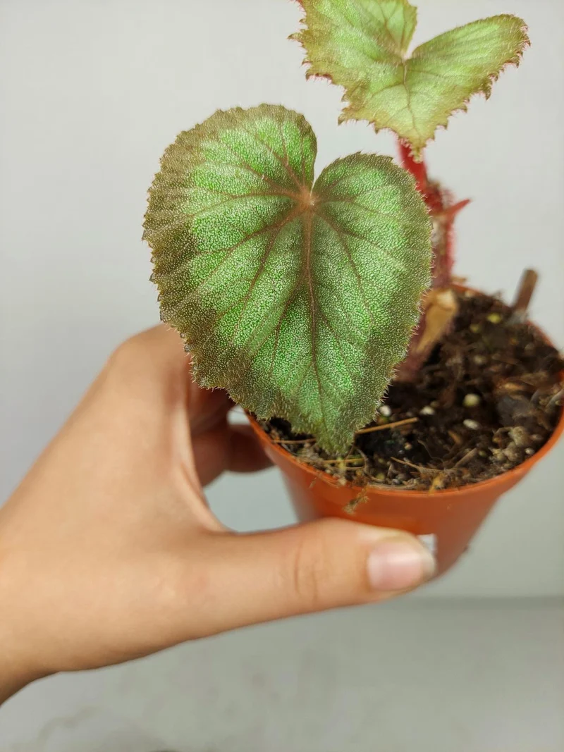 Sad Plants