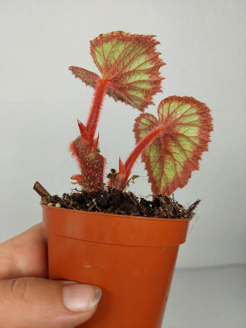 Sad Plants