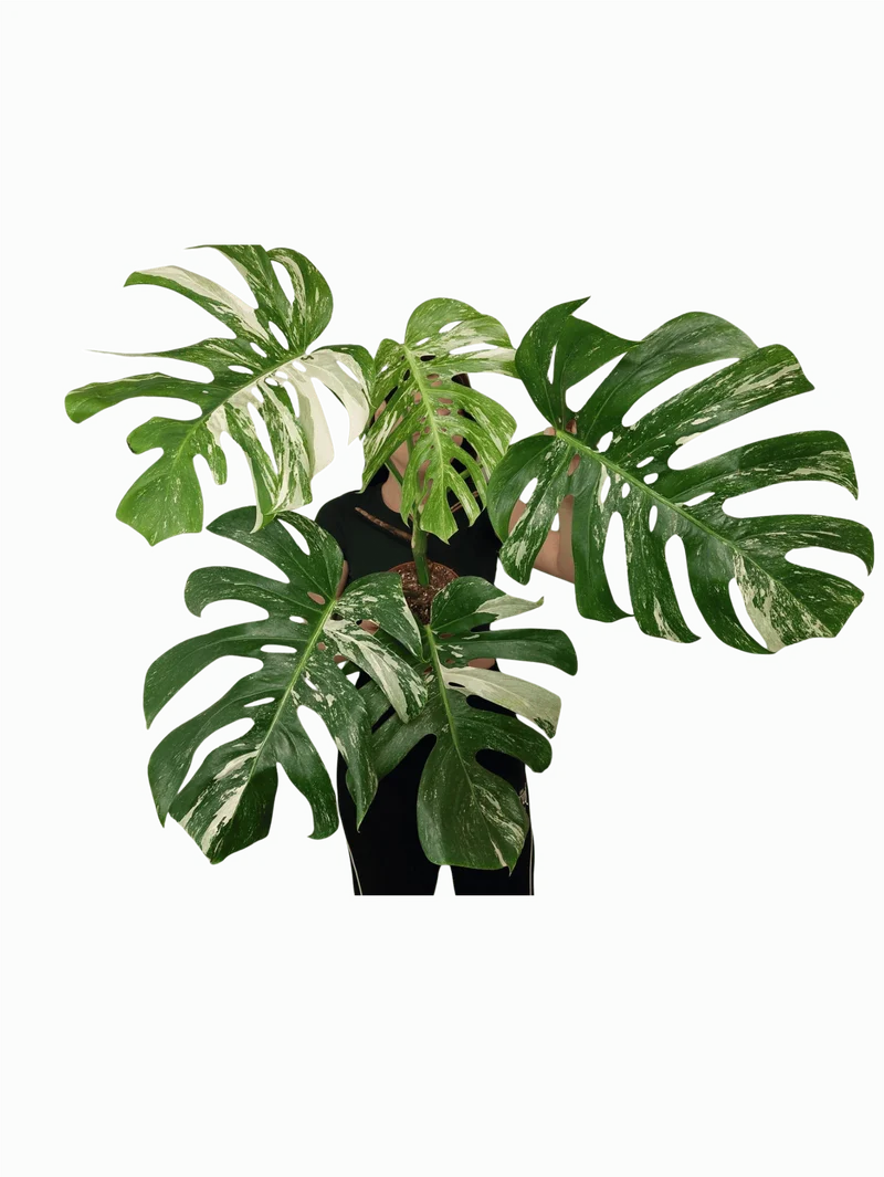 Monstera Variegata Adult