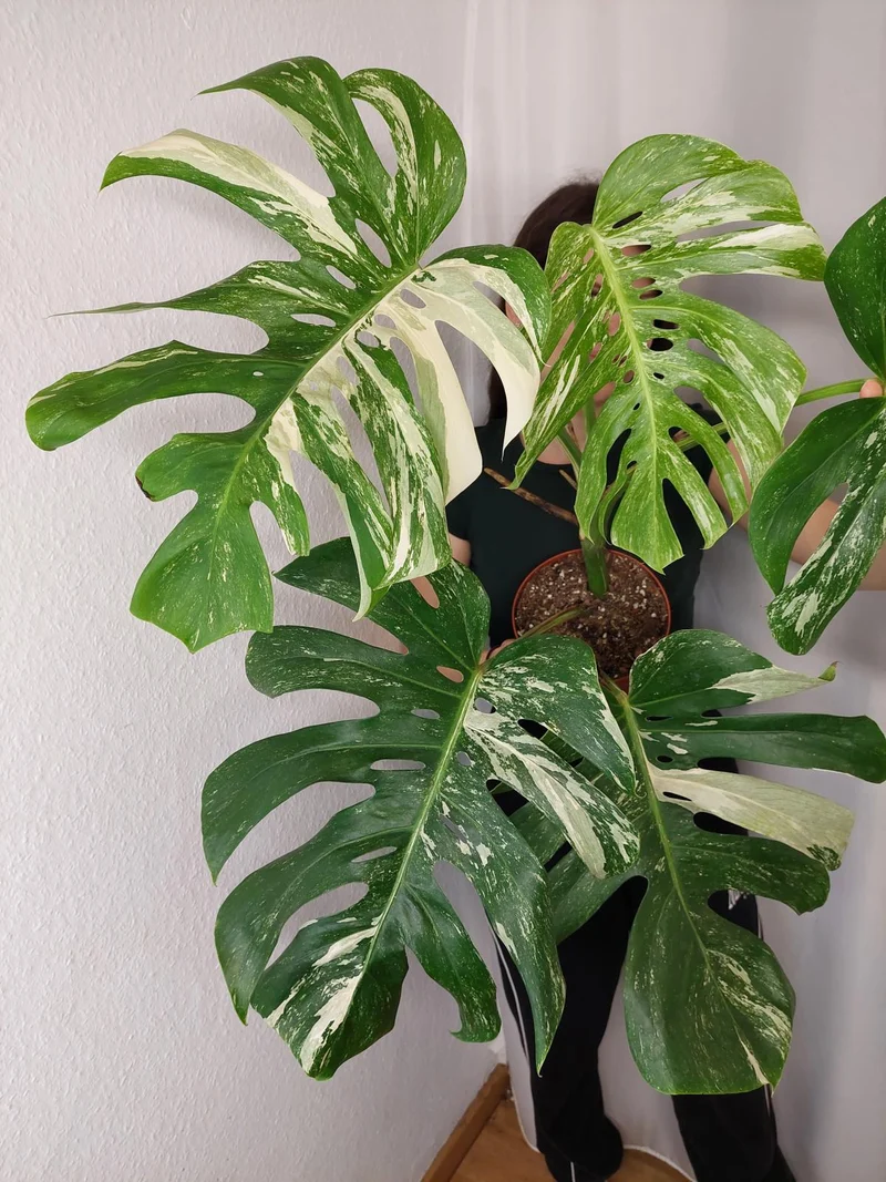 Monstera Variegata Adult