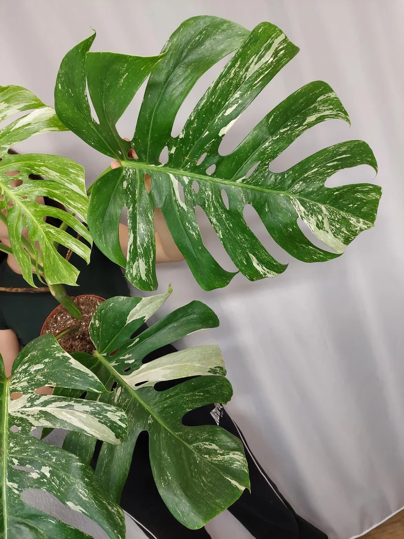 Monstera Variegata Adult