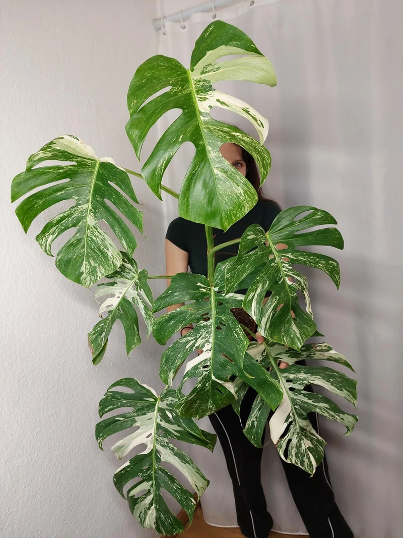 Monstera Variegata Adult