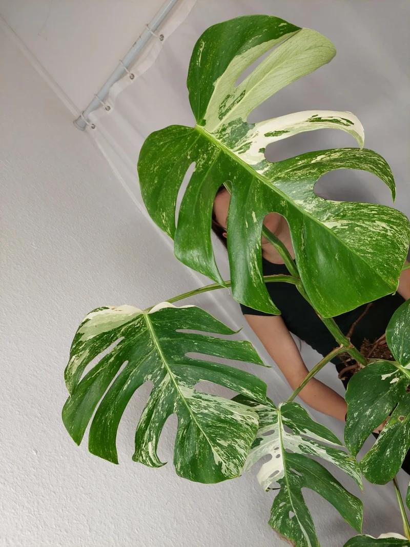 Monstera Variegata Adult