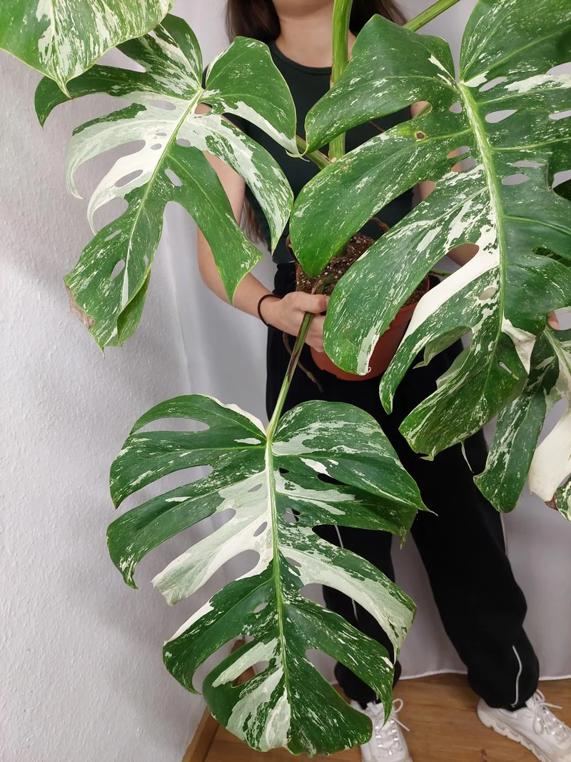 Monstera Variegata Adult