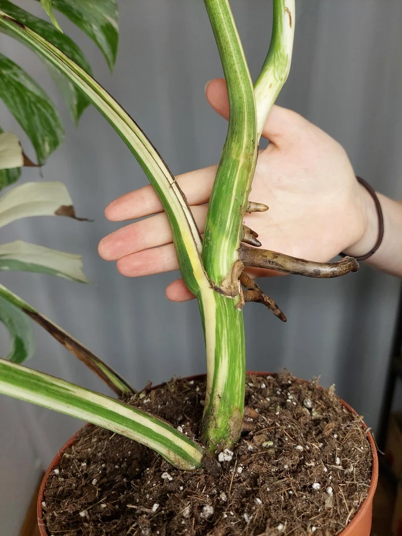 Monstera Variegata Adult