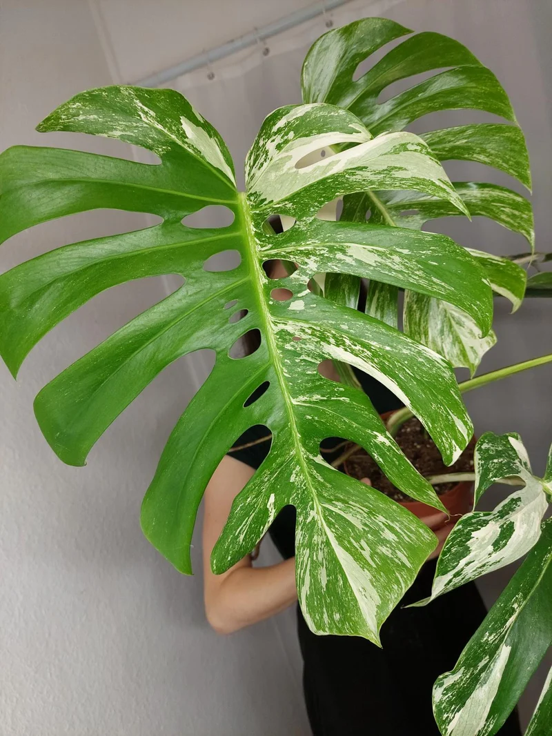 Monstera Variegata Adult