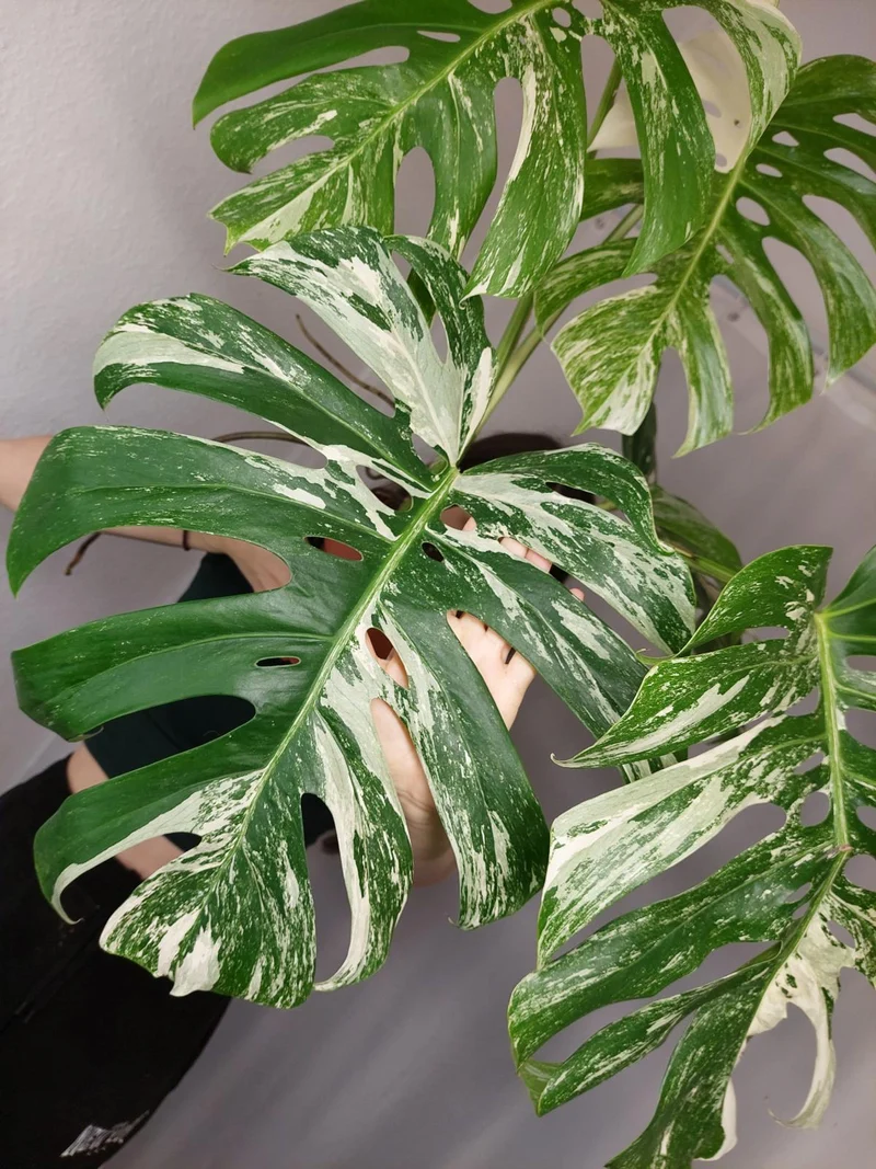 Monstera Variegata Adult