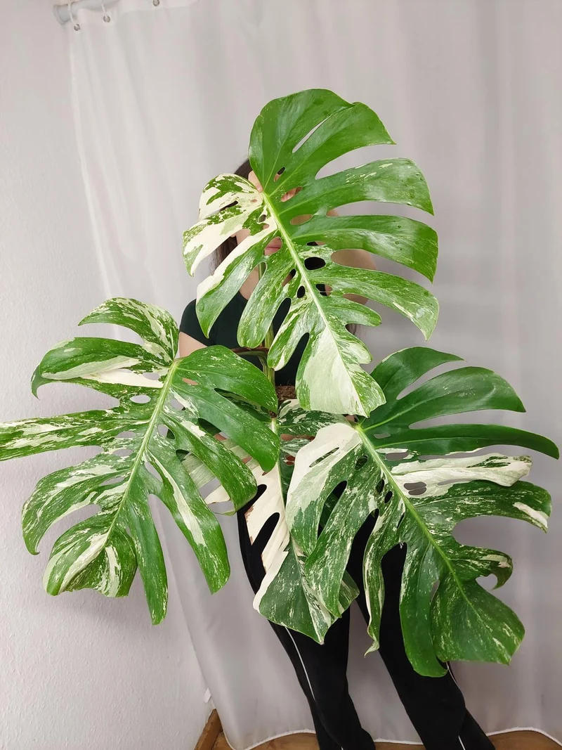 Monstera Variegata Adult