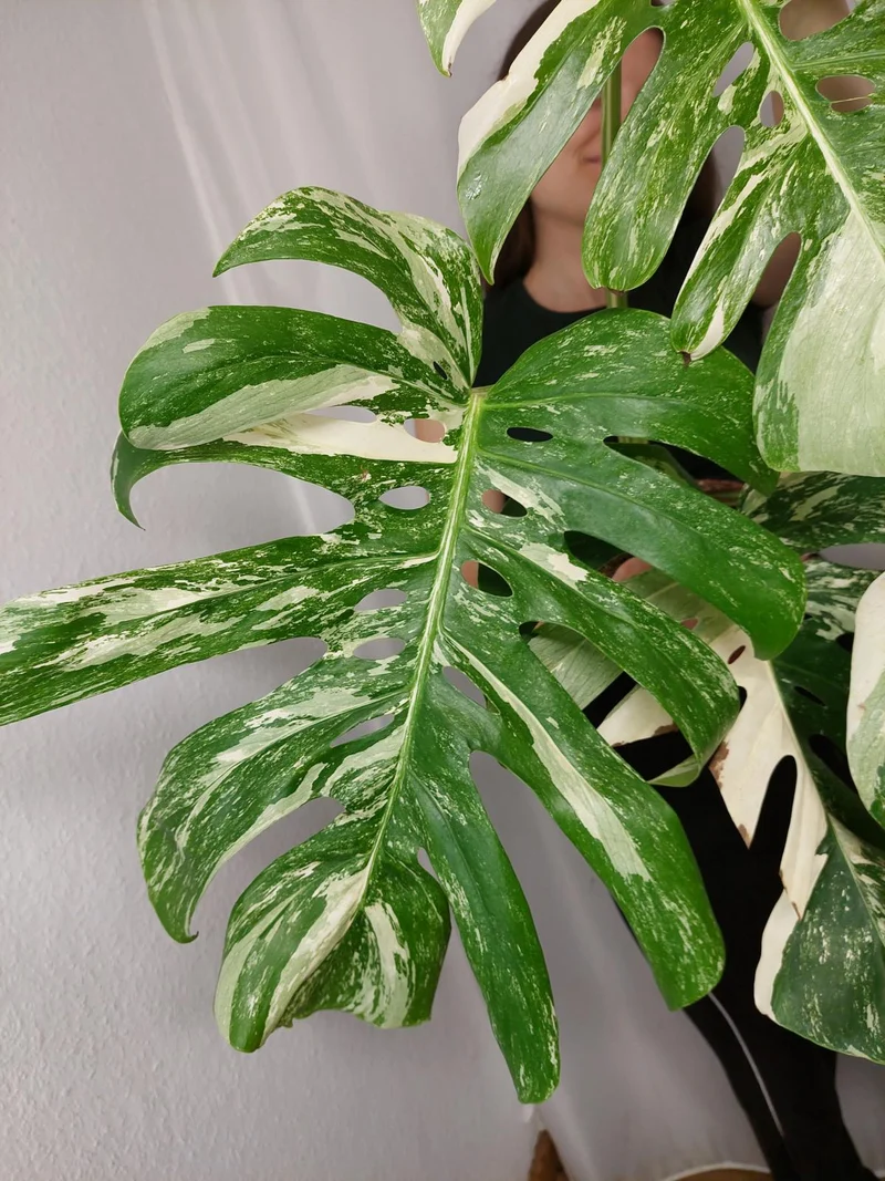 Monstera Variegata Adult