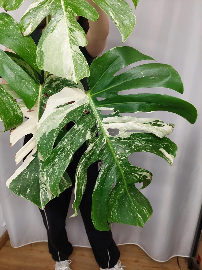 Monstera Variegata Adult