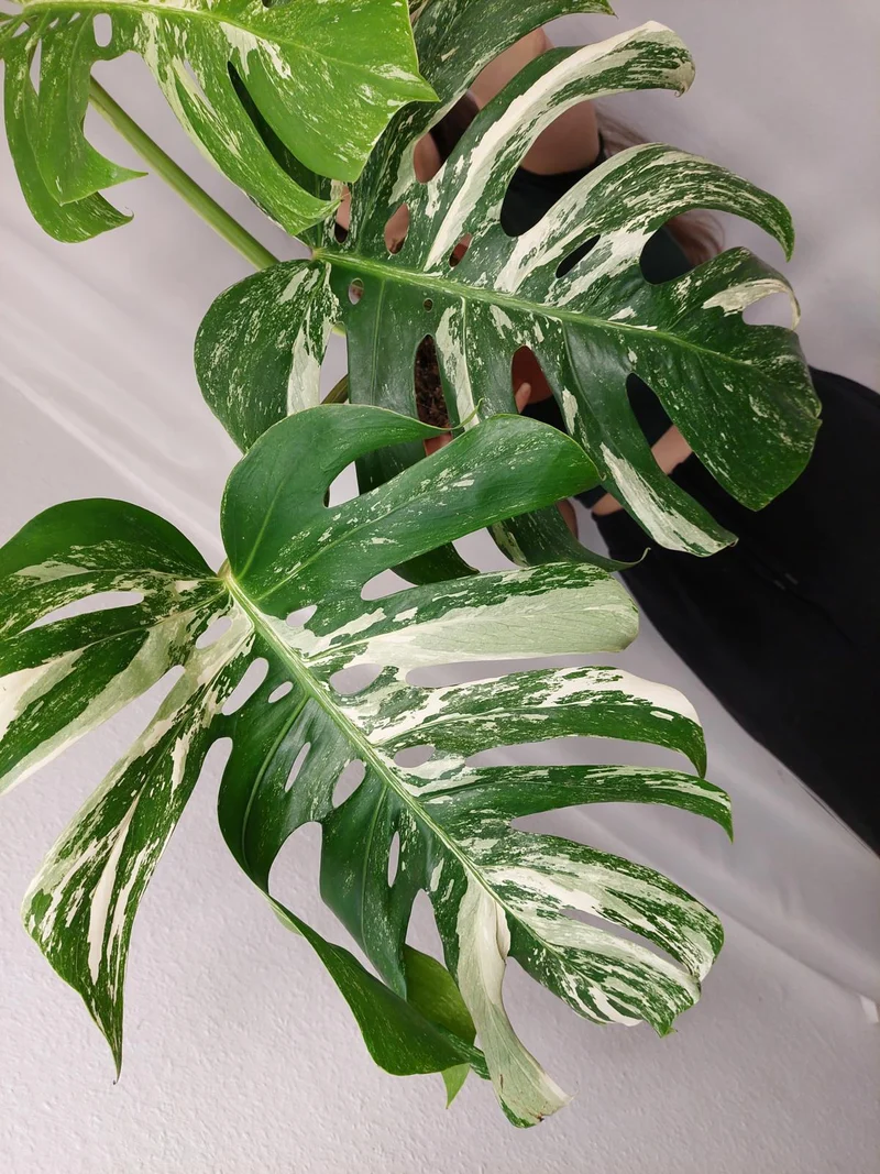 Monstera Variegata Adult