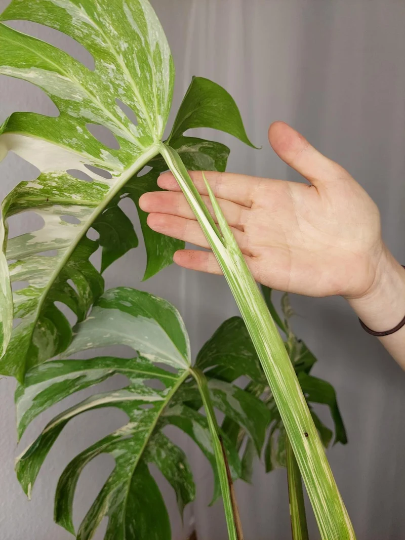 Monstera Variegata Adult