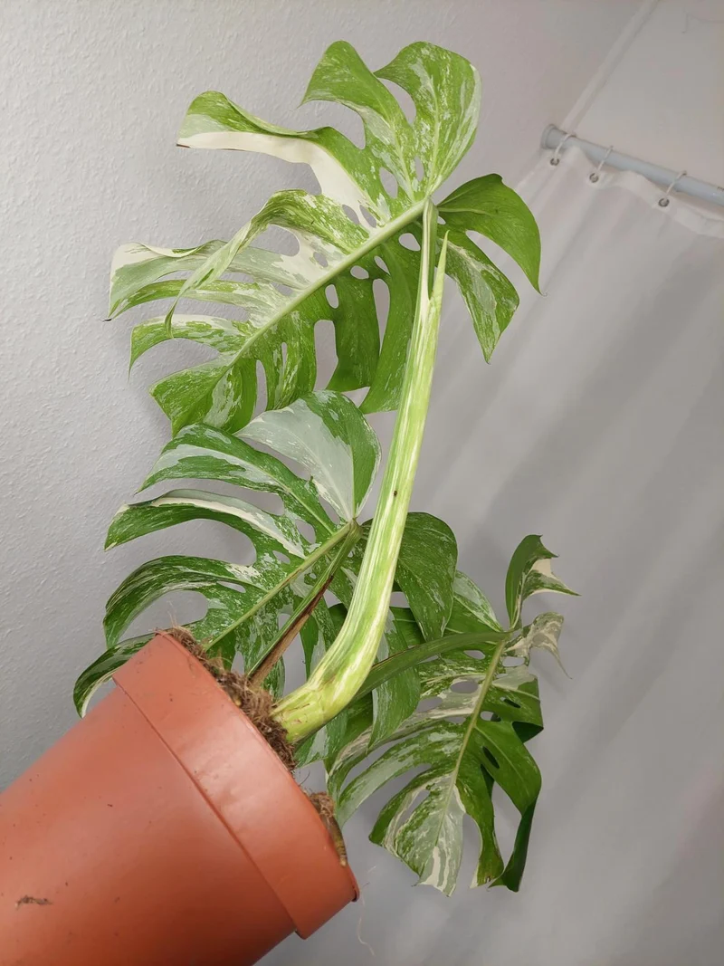 Monstera Variegata Adult