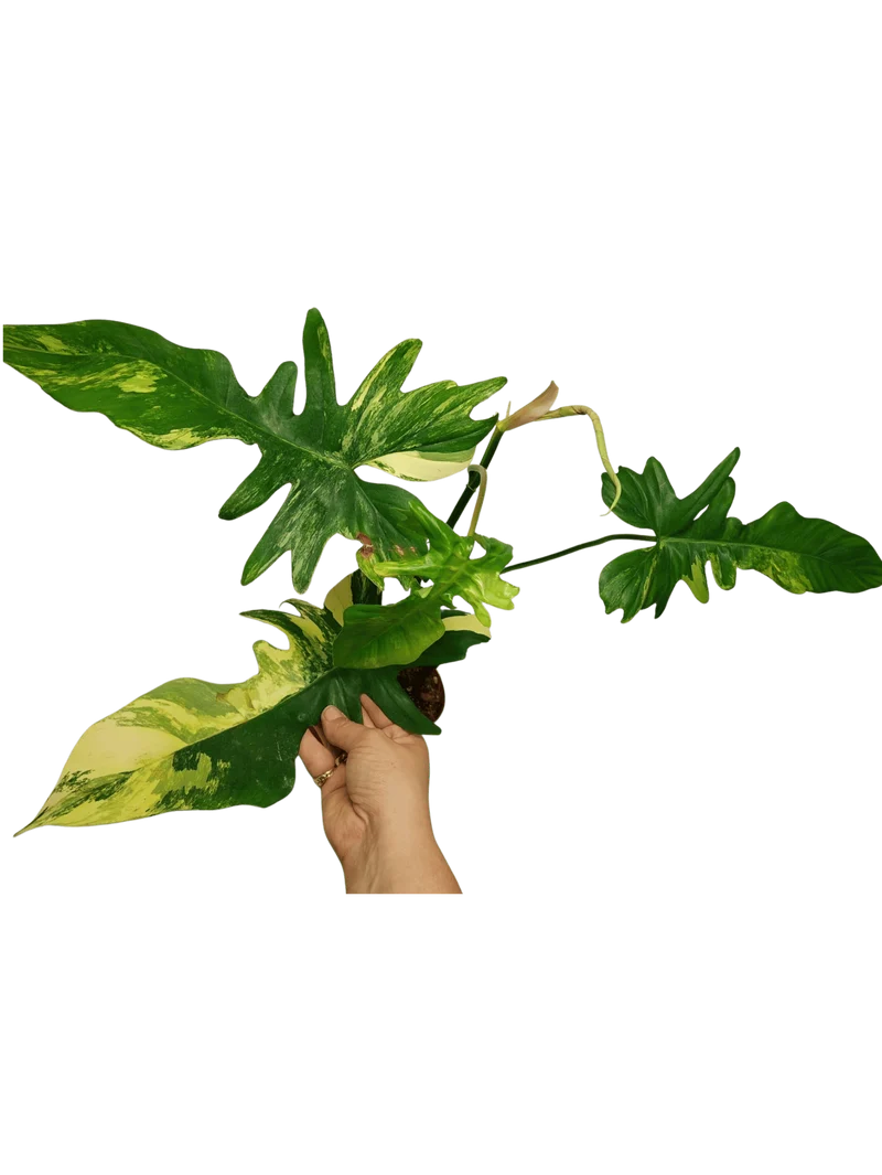Philodendron Bipennifolium x Florida Beauty Variegata