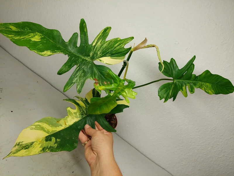 Philodendron Bipennifolium x Florida Beauty Variegata