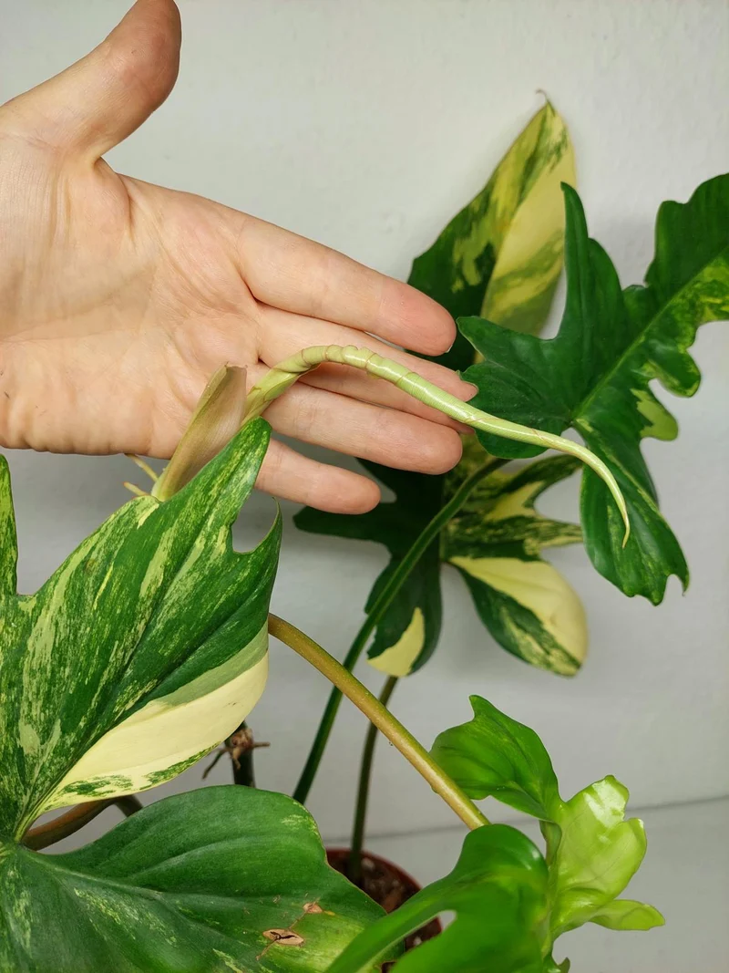 Philodendron Bipennifolium x Florida Beauty Variegata