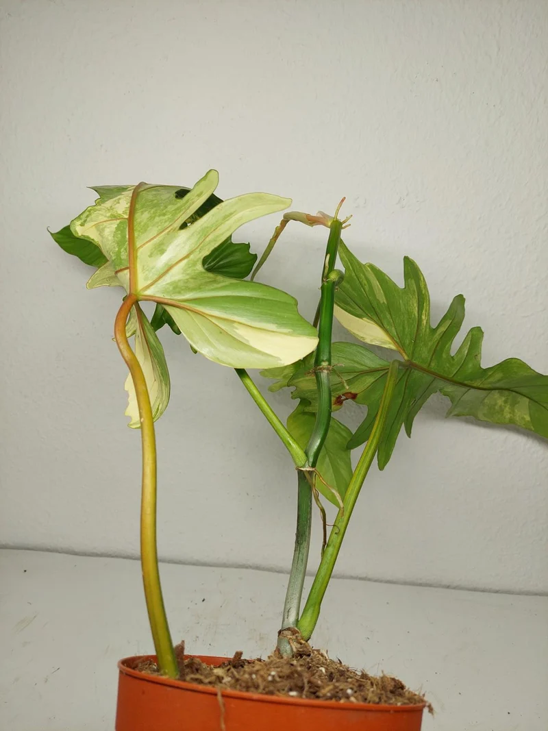 Philodendron Bipennifolium x Florida Beauty Variegata