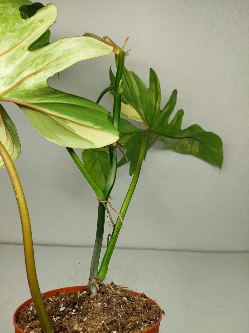 Philodendron Bipennifolium x Florida Beauty Variegata