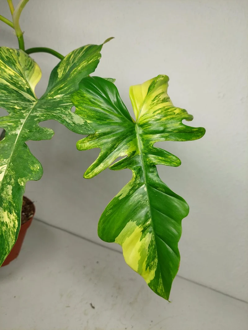 Philodendron Bipennifolium x Florida Beauty Variegata
